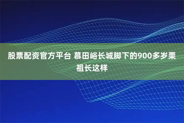 股票配资官方平台 慕田峪长城脚下的900多岁栗祖长这样